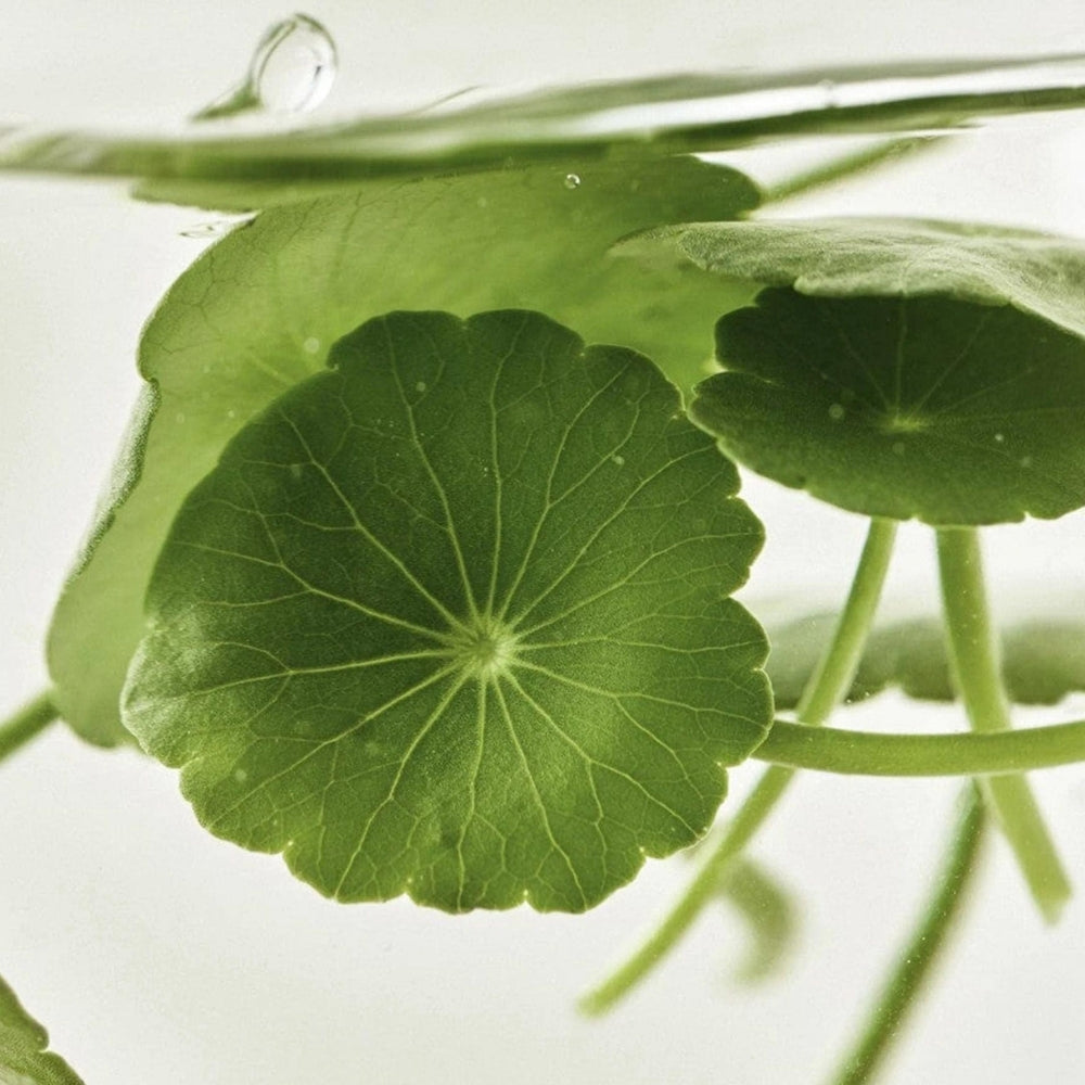 Beauty of Joseon Light On Serum Centella + Vita C 30ml - Glowii Beauty